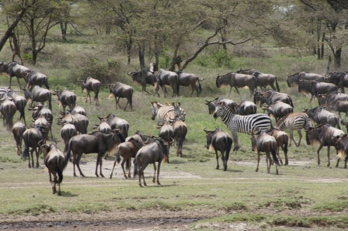 4-Days-safari-Ngorongoro-Serengeti-Manyara