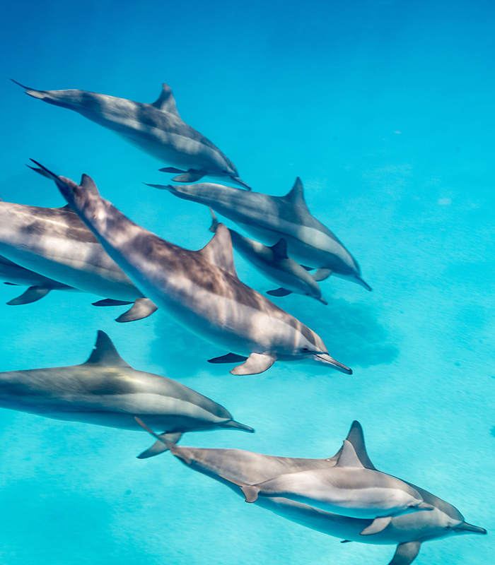 Kizimkazi-Dolphin-Tour