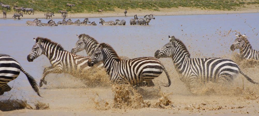Zebras-in-Serngeri-National-Park