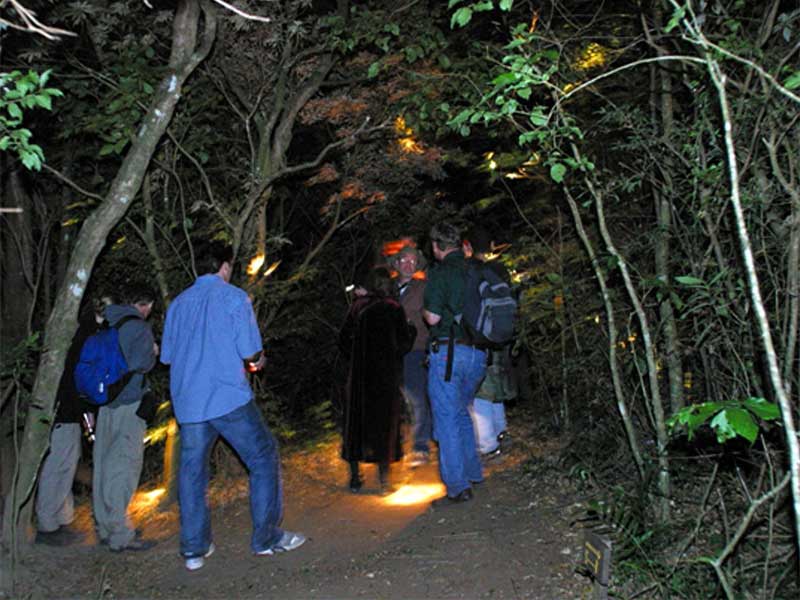 night-walk