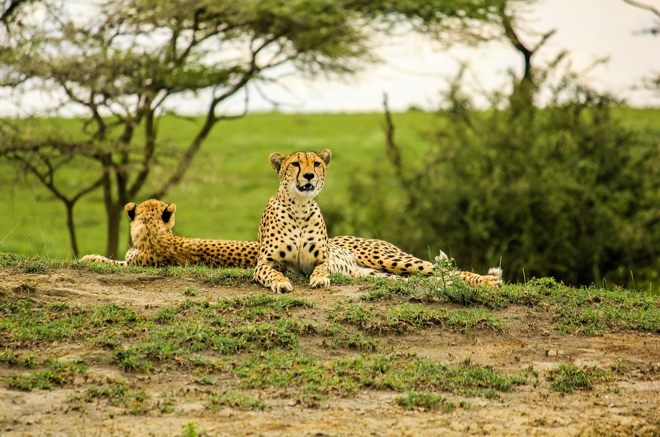 safari-through-the-national-parks-lake-manyara-serengeti-ngorongoro-01-1360x900